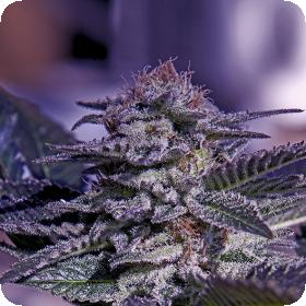 Kush Express Auto Feminised Seeds